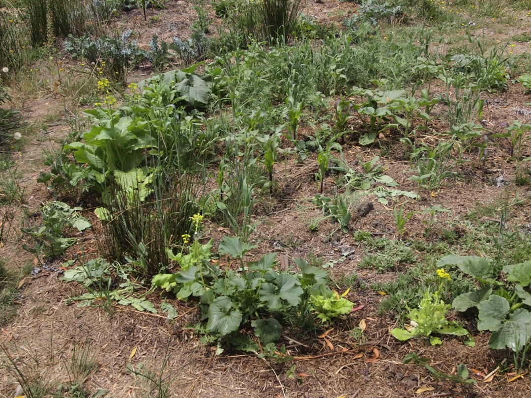 Circular polyculture garden bed