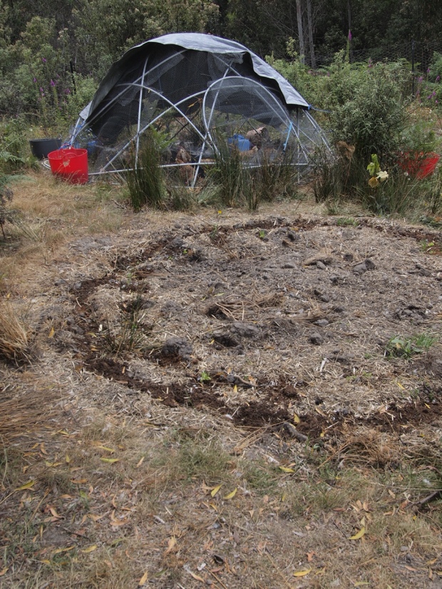 Chook dome and circular garden bed