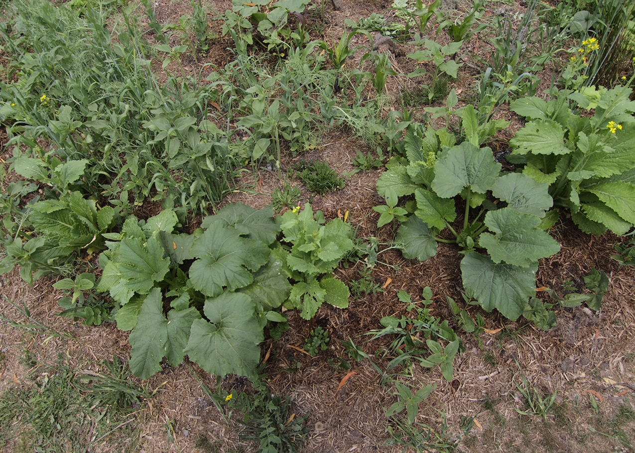 Zucchini, tomato, chinese cabbage, sunflower, and more