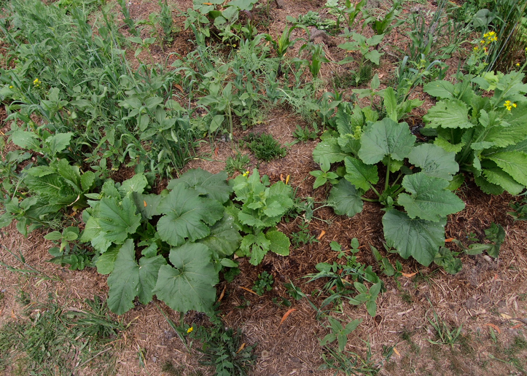 Zucchini, tomato, chinese cabbage, sunflower, and more