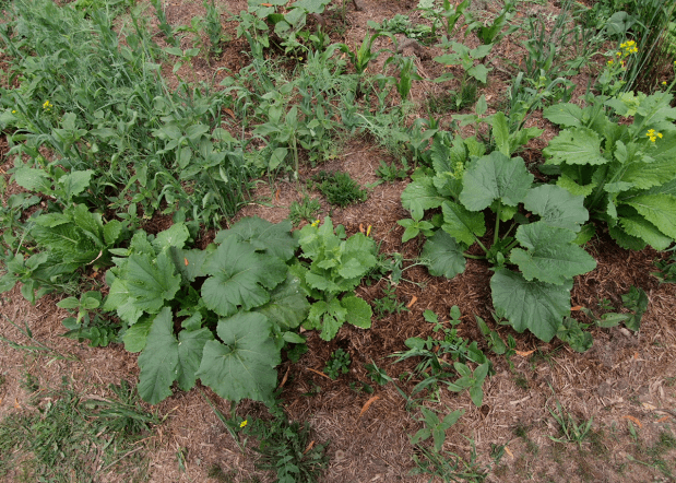 Zucchini, tomato, chinese cabbage, sunflower, and more