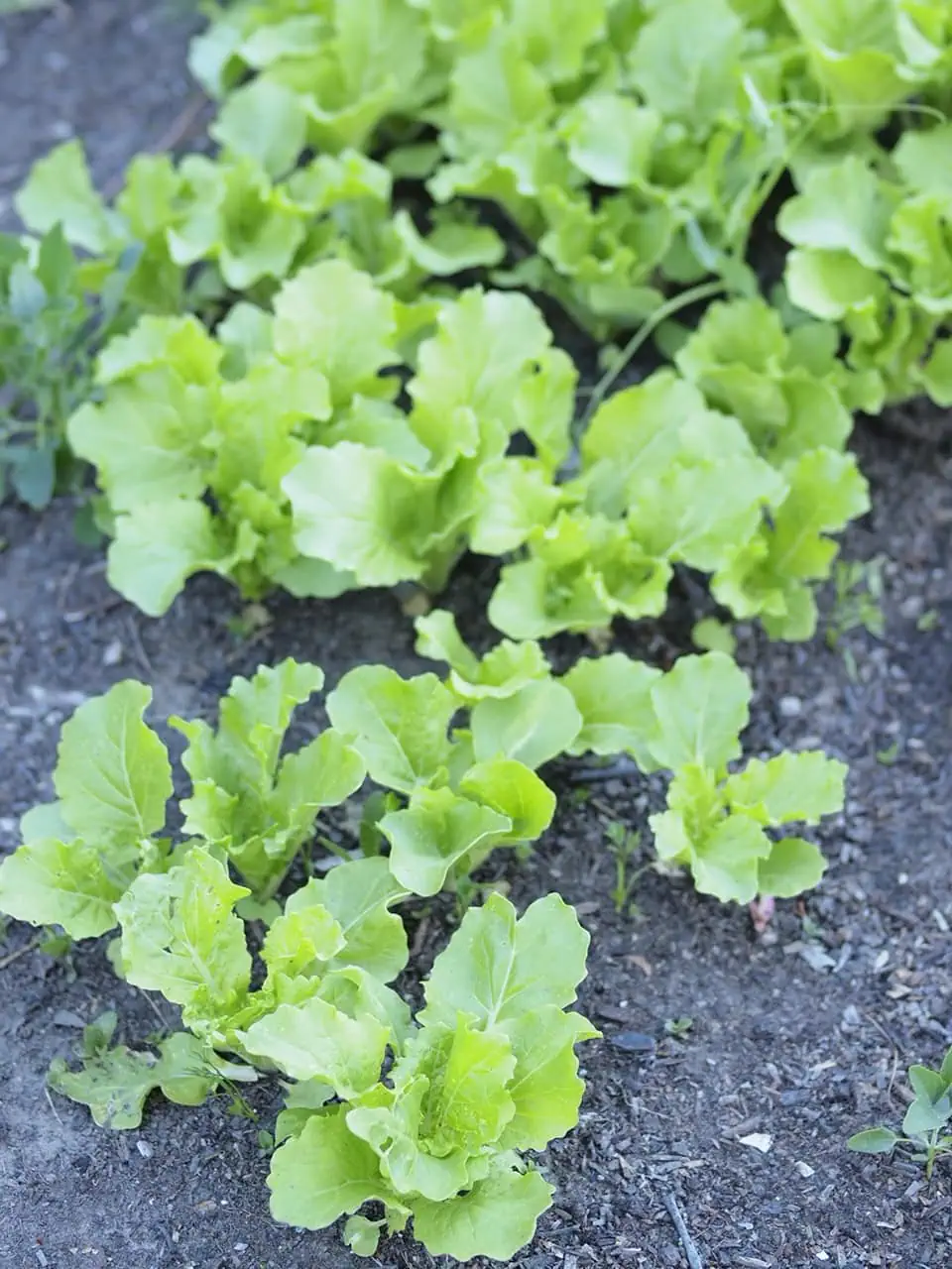My favourite leafy greens to grow for survival, self reliance, and taste