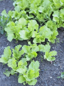 Tokyo bekana in early stages of growth. This is an all-purpose green that’s great used raw, fermented, or cooked.