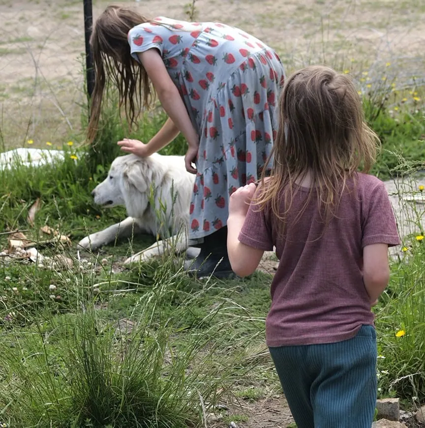 Growing our homestead this past year… Achievements, failures, and goals for the year ahead