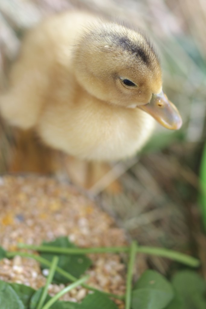 silver appleyard duckling