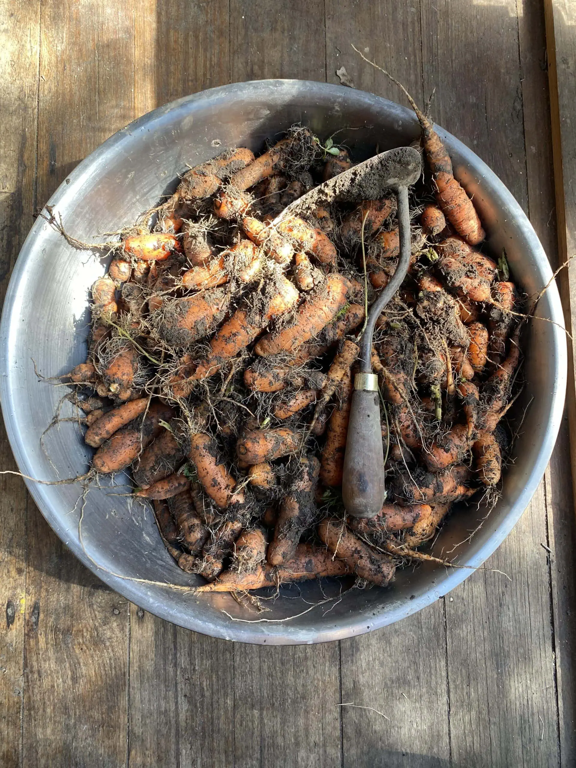Reflections on homesteading and self sufficiency, and our journey over the past two years