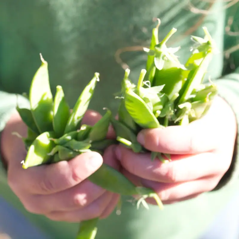 off-grid homesteading harvest, a child holds freshly harvested peas