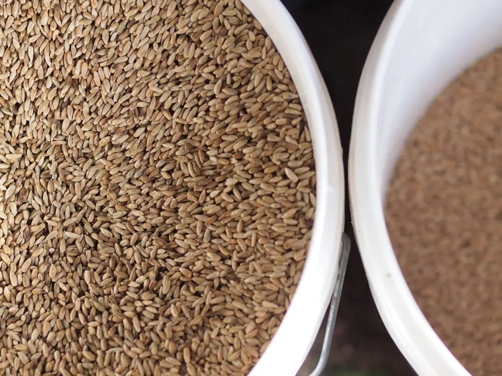 Understanding Phytic Acid in Sourdough and Whole Grains