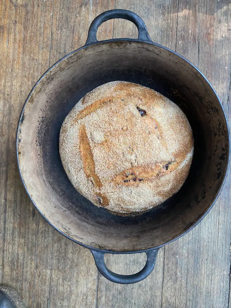 olive bread from 100% whole wheat fresh milled flour in a dutch oven