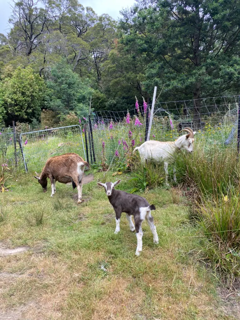 off grid homesteading with dairy goats