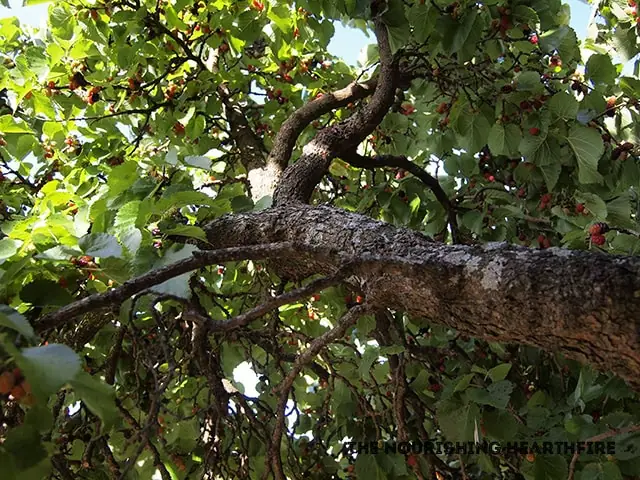 Mulberries on the homestead and in the kitchen