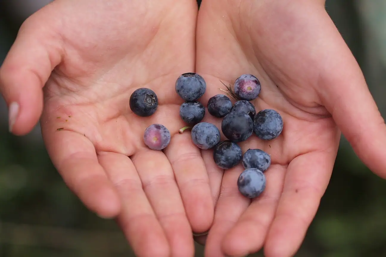 How to Preserve Blueberries without Sugar