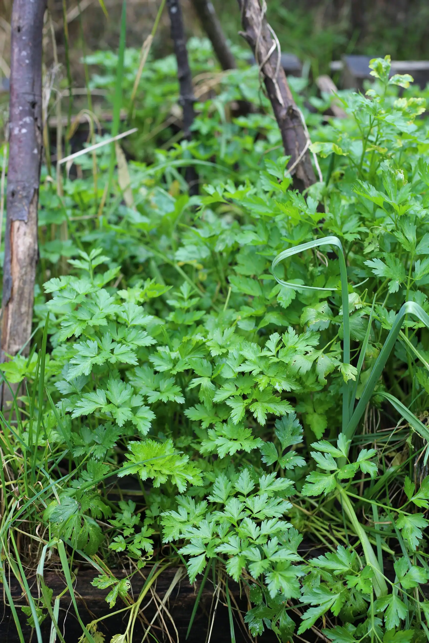 How to grow parsley for self sufficiency